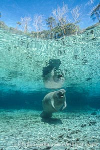 West Indian manatee at Three Sisters Springs, Florida, Trichechus manatus, Crystal River