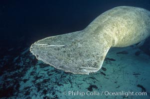 West Indian manatee at Three Sisters Springs, Florida