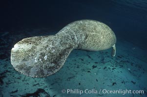 West Indian manatee at Three Sisters Springs, Florida, Trichechus manatus, Crystal River