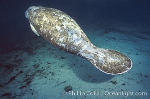 West Indian manatee at Three Sisters Springs, Florida, Trichechus manatus, Crystal River