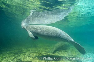 West Indian manatee at Three Sisters Springs, Florida, Trichechus manatus, Crystal River