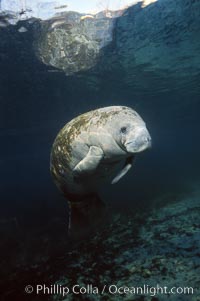 West Indian manatee at Three Sisters Springs, Florida, Trichechus manatus, Crystal River