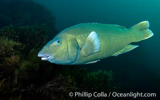 Western Blue Groper, Achoerodus gouldii, Kangaroo Island, South Australia, Achoerodus gouldii