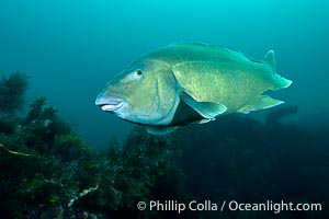 Western Blue Groper, Achoerodus gouldii, Kangaroo Island, South Australia, Achoerodus gouldii