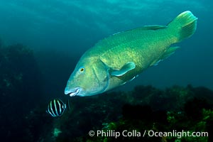 Western Blue Groper, Achoerodus gouldii, Kangaroo Island, South Australia, Achoerodus gouldii