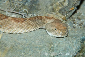 Western diamondback rattlesnake, Crotalus atrox