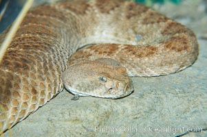 Western diamondback rattlesnake, Crotalus atrox