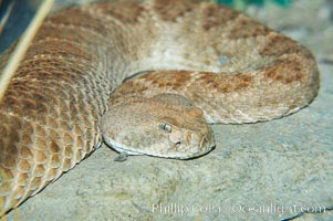 Western diamondback rattlesnake, Crotalus atrox