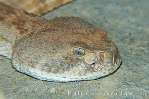 Western diamondback rattlesnake, Crotalus atrox