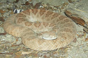 Western diamondback rattlesnake, Crotalus atrox