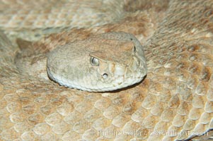 Western diamondback rattlesnake, Crotalus atrox