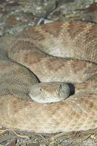 Western diamondback rattlesnake, Crotalus atrox