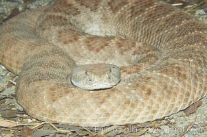 Western diamondback rattlesnake, Crotalus atrox