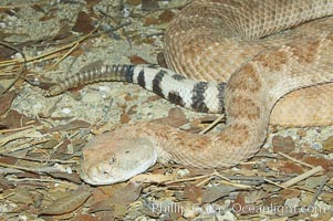 Western diamondback rattlesnake, Crotalus atrox