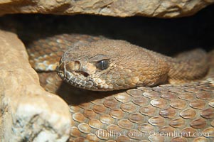 Western diamondback rattlesnake, Crotalus atrox