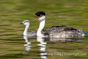 Western Grebe Adult and Chick, Aechmophorus occidentalis, Lake Hodges, San Diego, California