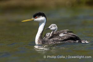 Western Grebe Adult and Chick, Aechmophorus occidentalis, Lake Hodges, San Diego, California