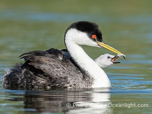 Western Grebe adult feeds a feather to its chick. The adult will pluck its own breast feathers to offer to the chick. The feathers will slow digestion and protect the chick's digestive tract from sharp fish bones and scales, and will be regurgitated with the bones later, Aechmophorus occidentalis, Lake Wohlford, Escondido, Califoria