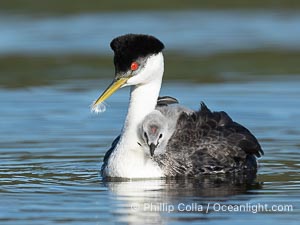 Western Grebe adult feeds a feather to its chick. The adult will pluck its own breast feathers to offer to the chick. The feathers will slow digestion and protect the chick's digestive tract from sharp fish bones and scales, and will be regurgitated with the bones later, Aechmophorus occidentalis, Lake Wohlford, Escondido, Califoria