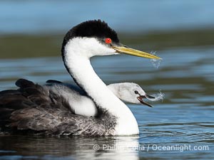 Western Grebe adult feeds a feather to its chick. The adult will pluck its own breast feathers to offer to the chick. The feathers will slow digestion and protect the chick's digestive tract from sharp fish bones and scales, and will be regurgitated with the bones later, Aechmophorus occidentalis, Lake Wohlford, Escondido, Califoria
