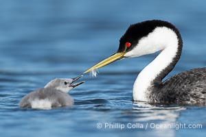 Western Grebe adult feeds a feather to its chick. The adult will pluck its own breast feathers to offer to the chick. The feathers will slow digestion and protect the chick's digestive tract from sharp fish bones and scales, and will be regurgitated with the bones later, Aechmophorus occidentalis, Lake Wohlford, Escondido, Califoria