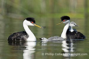 Western Grebe adult feeds a feather to its chick. The adult will pluck its own breast feathers to offer to the chick. The feathers will slow digestion and protect the chick's digestive tract from sharp fish bones and scales, and will be regurgitated with the bones later, Aechmophorus occidentalis, Lake Wohlford, Escondido, Califoria