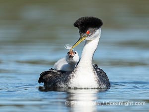 Western Grebe adult feeds a feather to its chick. The adult will pluck its own breast feathers to offer to the chick. The feathers will slow digestion and protect the chick's digestive tract from sharp fish bones and scales, and will be regurgitated with the bones later, Aechmophorus occidentalis, Lake Wohlford, Escondido, Califoria