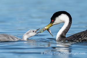 Western Grebe adult feeds its chick a fish, Aechmophorus occidentalis, Lake Wohlford, Escondido, Califoria