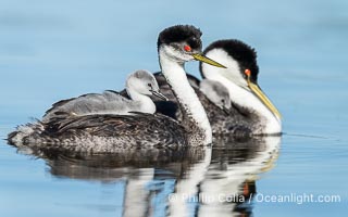 Western Grebe mated pair of adults and their chicks. Grebe chicks will ride on the adult's back, Aechmophorus occidentalis, Lake Wohlford, Escondido, Califoria