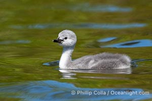 Western Grebe Chick, Aechmophorus occidentalis, Lake Hodges, San Diego, California