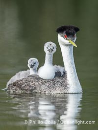 Western Grebe Chick Rides on its Parent's Back. Both parents will carry the chicks. Riding on its parent's back is a form of protection for the young chick, and it will adopt this safe position until it becomes too large to fit on the adults back, Aechmophorus occidentalis, Lake Wohlford, Escondido, Califoria