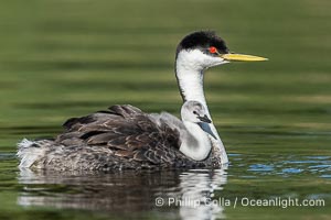 Western Grebe Chick Rides on its Parent's Back. Both parents will carry the chicks. Riding on its parent's back is a form of protection for the young chick, and it will adopt this safe position until it becomes too large to fit on the adults back, Aechmophorus occidentalis, Lake Wohlford, Escondido, Califoria