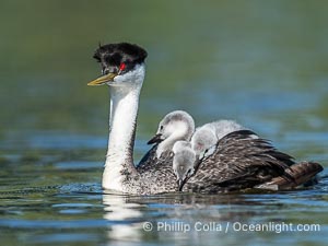 Western Grebe Chick Rides on its Parent's Back. Both parents will carry the chicks. Riding on its parent's back is a form of protection for the young chick, and it will adopt this safe position until it becomes too large to fit on the adults back, Aechmophorus occidentalis, Lake Wohlford, Escondido, Califoria