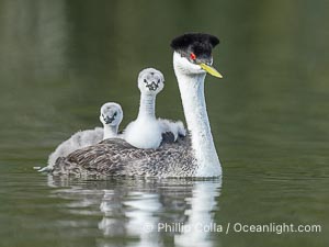 Western Grebe Chick Rides on its Parent's Back. Both parents will carry the chicks. Riding on its parent's back is a form of protection for the young chick, and it will adopt this safe position until it becomes too large to fit on the adults back, Aechmophorus occidentalis, Lake Wohlford, Escondido, Califoria