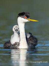 Western Grebe Chick Rides on its Parent's Back. Both parents will carry the chicks. Riding on its parent's back is a form of protection for the young chick, and it will adopt this safe position until it becomes too large to fit on the adults back, Aechmophorus occidentalis, Lake Wohlford, Escondido, Califoria