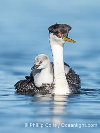 Western Grebe Chick Rides on its Parent's Back. Both parents will carry the chicks. Riding on its parent's back is a form of protection for the young chick, and it will adopt this safe position until it becomes too large to fit on the adults back, Aechmophorus occidentalis, Lake Wohlford, Escondido, Califoria