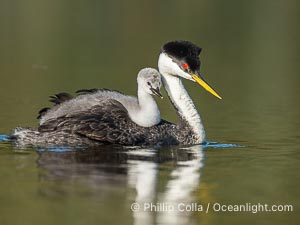 Western Grebe Chick Rides on its Parent's Back. Both parents will carry the chicks. Riding on its parent's back is a form of protection for the young chick, and it will adopt this safe position until it becomes too large to fit on the adults back, Aechmophorus occidentalis, Lake Wohlford, Escondido, Califoria