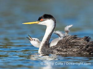 Western Grebe Chick Rides on its Parent's Back. Both parents will carry the chicks. Riding on its parent's back is a form of protection for the young chick, and it will adopt this safe position until it becomes too large to fit on the adults back, Aechmophorus occidentalis, Lake Wohlford, Escondido, Califoria