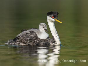 Western Grebe Chick Rides on its Parent's Back. Both parents will carry the chicks. Riding on its parent's back is a form of protection for the young chick, and it will adopt this safe position until it becomes too large to fit on the adults back, Aechmophorus occidentalis, Lake Wohlford, Escondido, Califoria