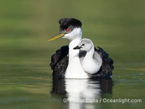 Western Grebe Chick Riding on Parent's Back. Grebe chicks will ride on the adult's back until they grow to large, Aechmophorus occidentalis, Lake Wohlford, Escondido, Califoria