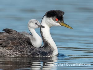 Western Grebe Chick Riding on Parent's Back. Grebe chicks will ride on the adult's back until they grow to large, Aechmophorus occidentalis, Lake Wohlford, Escondido, Califoria