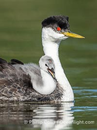 Western Grebe Chick Riding on Parent's Back. Grebe chicks will ride on the adult's back until they grow to large, Aechmophorus occidentalis, Lake Wohlford, Escondido, Califoria