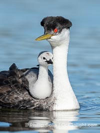 Western Grebe Chick Riding on Parent's Back. Grebe chicks will ride on the adult's back until they grow to large, Aechmophorus occidentalis, Lake Wohlford, Escondido, Califoria