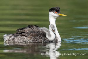 Western Grebe Chick Riding on Parent's Back. Grebe chicks will ride on the adult's back until they grow to large, Aechmophorus occidentalis, Lake Wohlford, Escondido, Califoria
