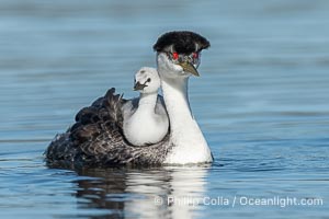 Western Grebe Chick Riding on Parent's Back. Grebe chicks will ride on the adult's back until they grow to large, Aechmophorus occidentalis, Lake Wohlford, Escondido, Califoria