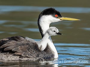 Western Grebe Chick Riding on Parent's Back. Grebe chicks will ride on the adult's back until they grow to large, Aechmophorus occidentalis, Lake Wohlford, Escondido, Califoria
