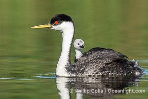 Western Grebe Chick Riding on Parent's Back. Grebe chicks will ride on the adult's back until they grow to large, Aechmophorus occidentalis, Lake Wohlford, Escondido, Califoria