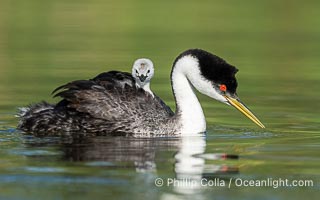 Western Grebe Chick Riding on Parent's Back. Grebe chicks will ride on the adult's back until they grow to large, Aechmophorus occidentalis, Lake Wohlford, Escondido, Califoria
