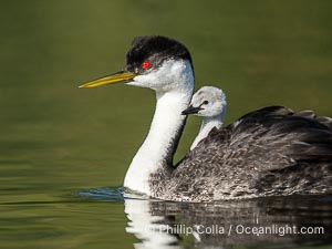 Western Grebe Chick Riding on Parent's Back. Grebe chicks will ride on the adult's back until they grow to large, Aechmophorus occidentalis, Lake Wohlford, Escondido, Califoria