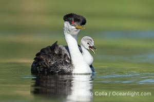 Western Grebe Chick Riding on Parent's Back. Grebe chicks will ride on the adult's back until they grow to large, Aechmophorus occidentalis, Lake Wohlford, Escondido, Califoria